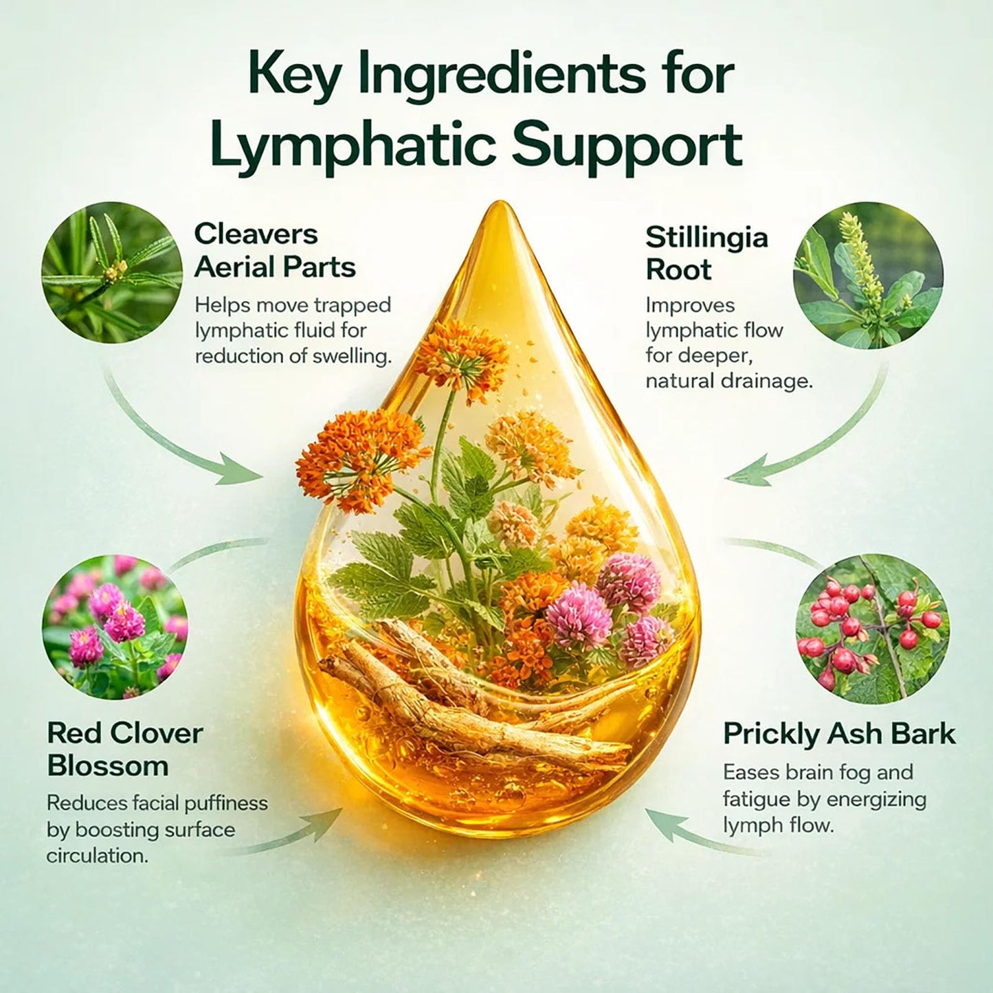 Lymphoria Lymphatic Drainage Wellness Drops, Natural Herbal Blend for Lymphatic System Support, Vegan & Non-GMO, 1 Fl Oz (1) Lymphoria Lymphatic buy supplements Au