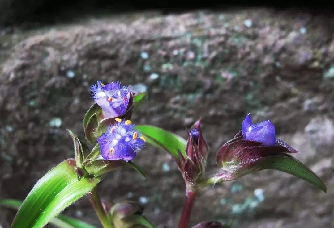 WonderLand Herbs 3.55 Oz. Cyanotis Ecdysone Extract Powder, Pure & Strong 98% WonderLand Herbs