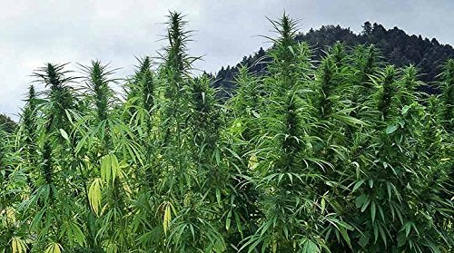 Indigo Herbs Organic European Hemp Protein Powder 1kg Indigo Herbs