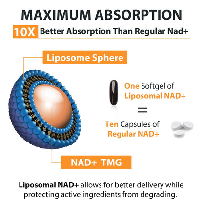 Orgabay Liposomal NAD+ Supplement 500 mg, High Absorption, Boost NAD+ with TMG 250 mg, Actual NAD Plus More Efficient Than Nicotinamide Riboside, Support Cellular Energy, Healthy Aging | 60 Softgels OrgabayBuy Supplements Australia
