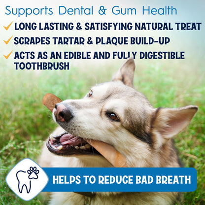 FETCHERONI 12" Collagen Sticks for Dogs – Low Odor Long-Lasting Bully Stick & Rawhide Alternative, Single Ingredient Beef Bone, High Protein Dental Treat, Vet Approved, Improves Joint Health – 5 Pack FETCHERONIBuy Supplements Australia
