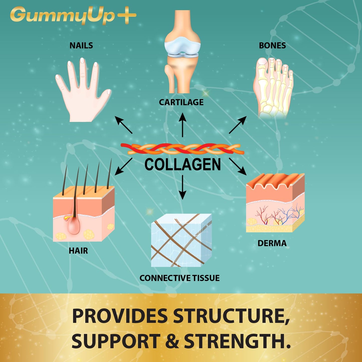 Hydrolysed Collagen Gummies with Biotin, 60 Sugar Free Natural Pineapple Flavoured Gummies ZA ZACANNABuy Supplements Australia