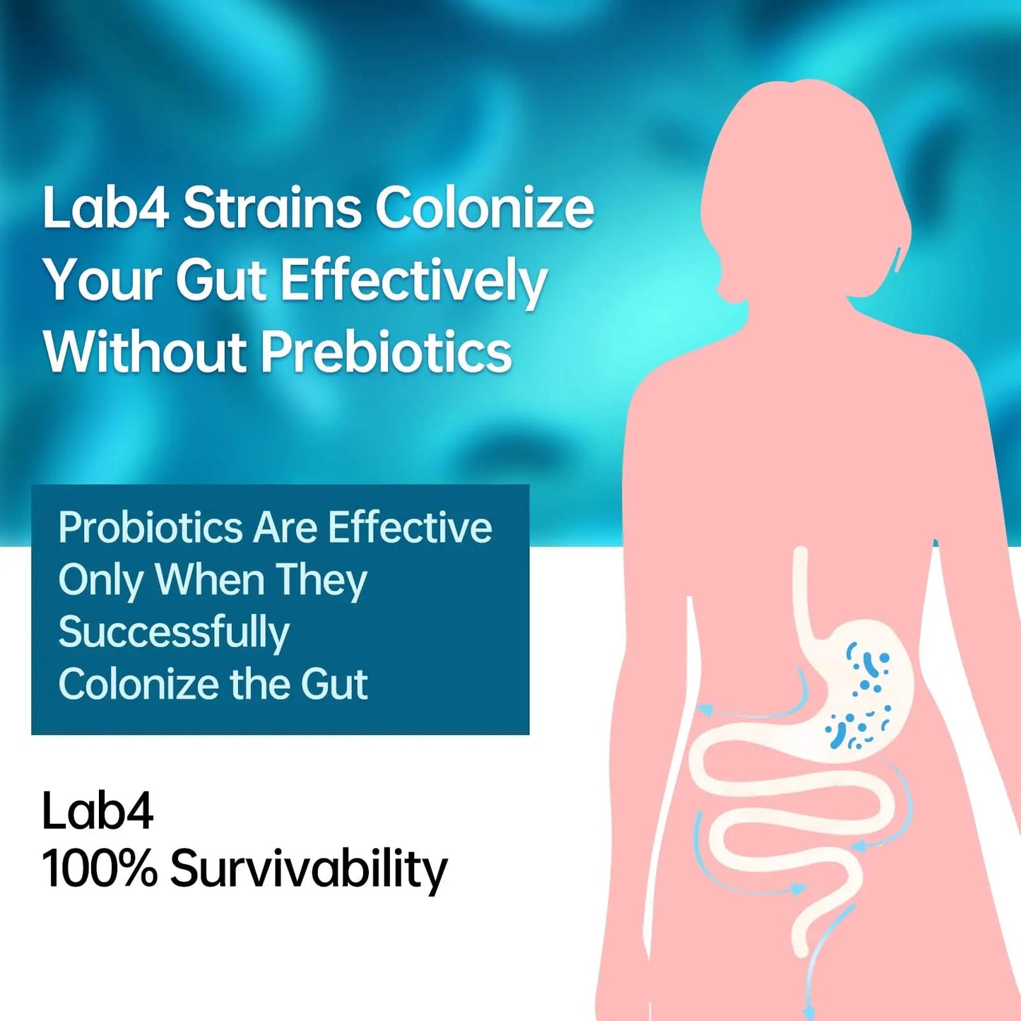 Digestive Probiotics 20X Lab4 Strains for Gut & Immune Health, Pro Formula for Men & Women, Probiotic Capsules Support Diarrhea, Bloating and Gas, Shelf Stable, Vegan, Gluten Free, 60 Days Supply purmeoBuy Supplements Australia