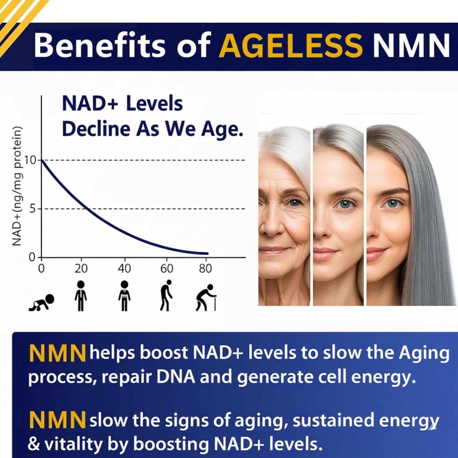 NMN Supplement 500mg Nicotinamide Mononucleotide | Supports NAD+ Levels, Energy, Cognitive Function, Muscle Health & Healthy Body Composition – Capsules (30) Ageless Foundation LaboratoriesBuy Supplements Australia