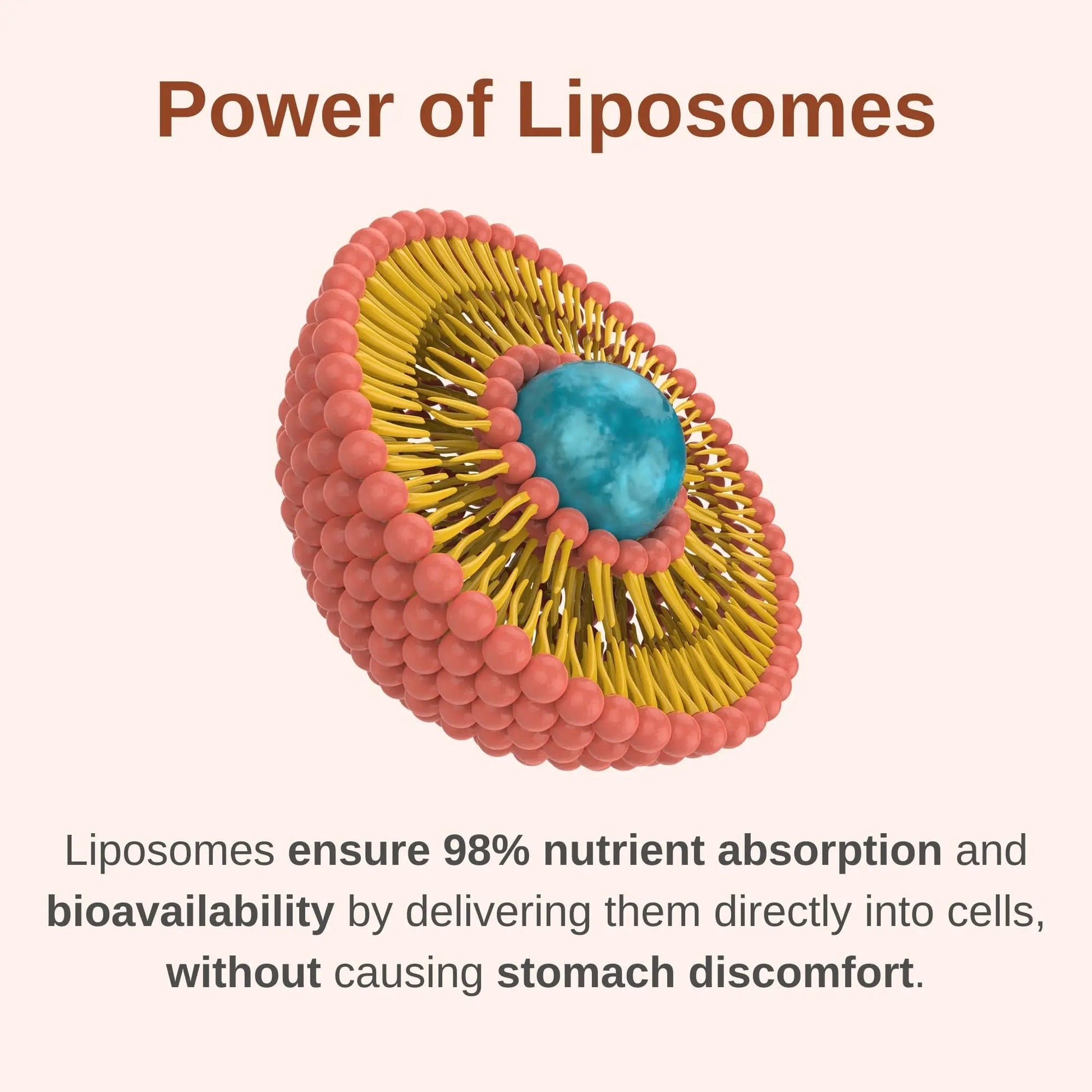 Vitaminally Liposomal Men's 50+ Liquid Multivitamin Drops | Non-GMO | Sugar Free | Gluten Free | 30 Day Supply | 3 FL Oz | Vitaminally