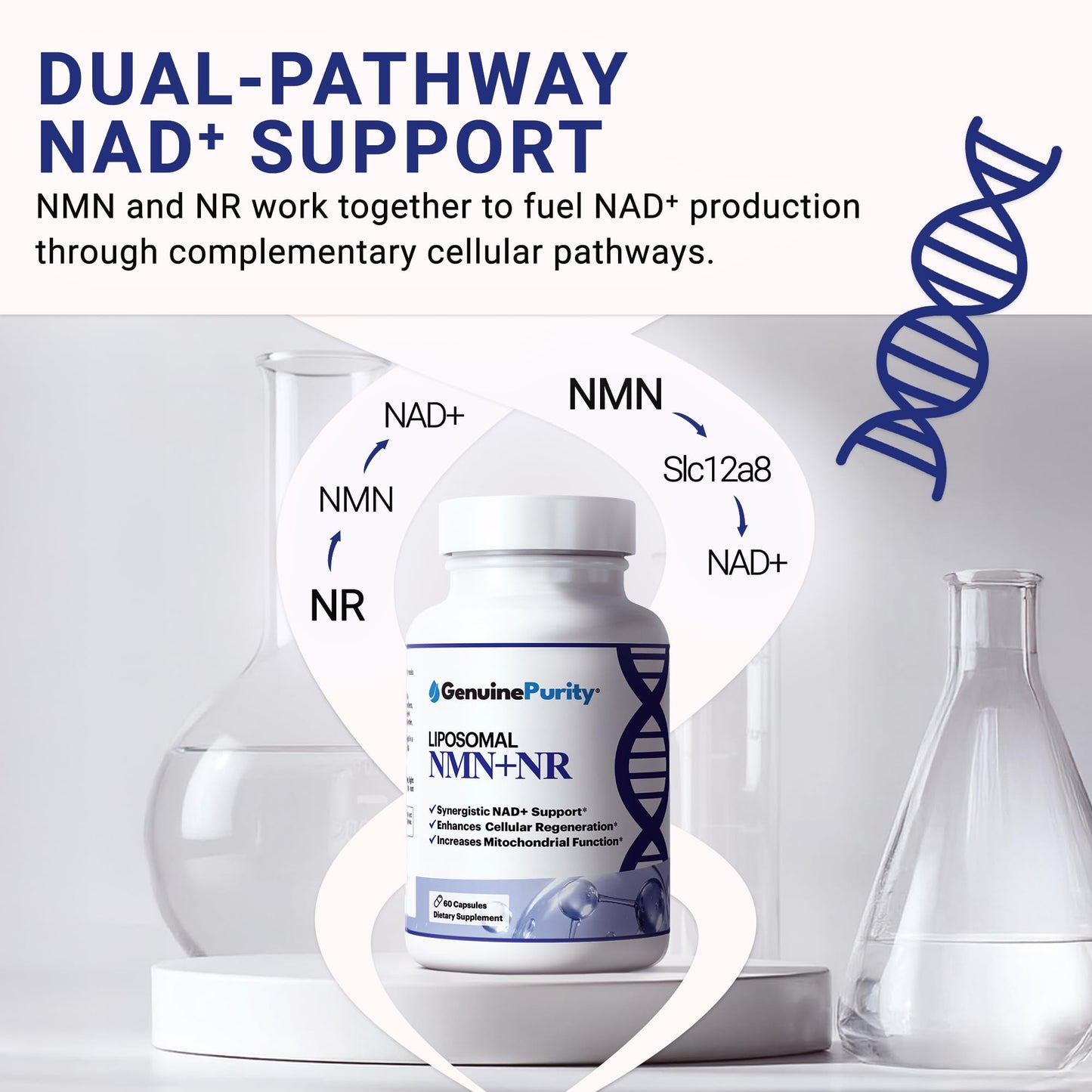 GenuinePurity - Liposomal NMN + NR Supplement - 60 Vegan Capsules to Support Cellular Health, Energy & NAD+ Levels - USA Made, Non-GMO, Gluten Free GenuinePurityBuy Supplements Australia