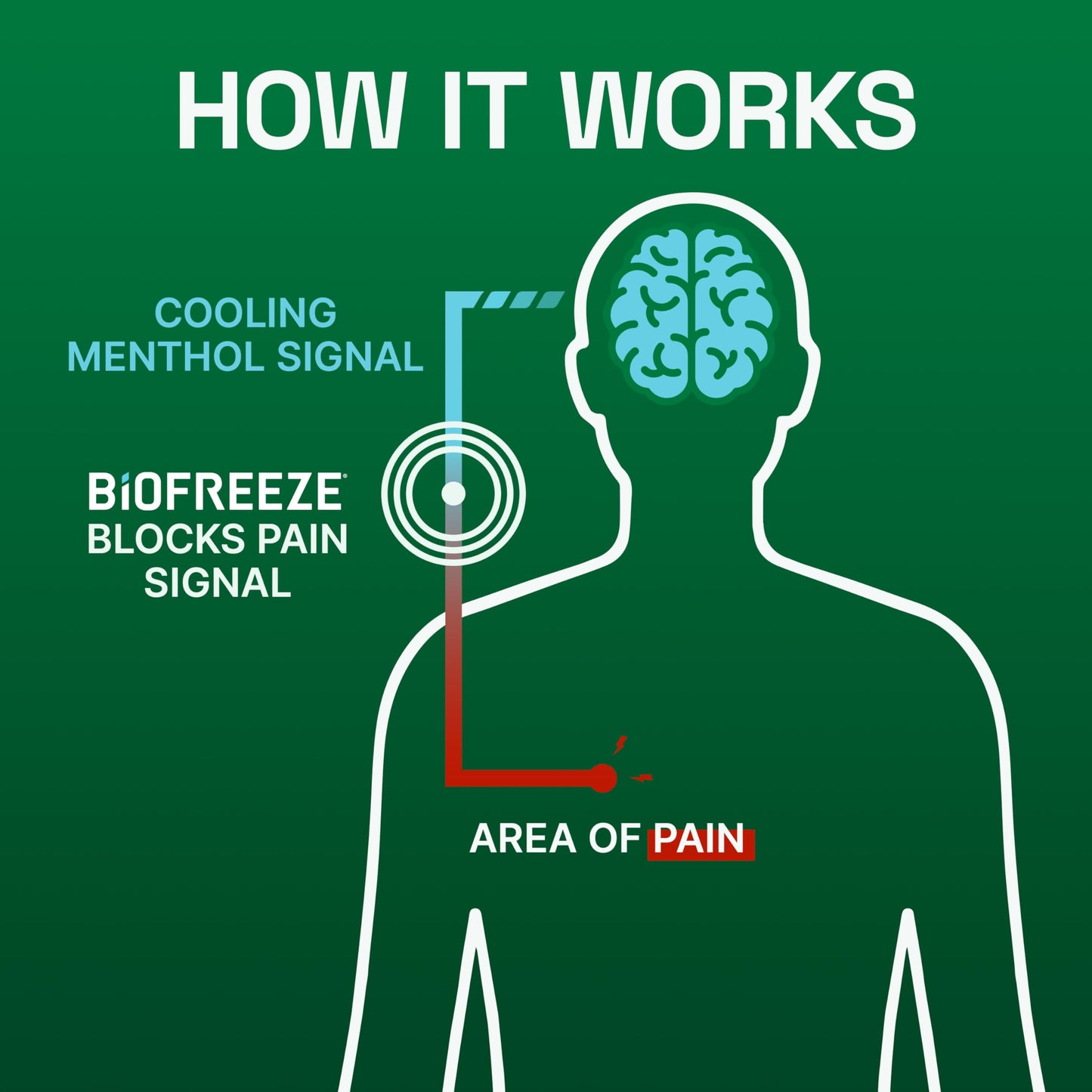 Biofreeze Menthol Pain Relieving Patches (5 Patches Per Box) Up To 8 Hours Of Pain Relief From Sore Muscles, Arthritis, Backaches, Spains, Bruises, Strains And Joint Pain (Package May Vary) BiofreezeBuy Supplements Australia