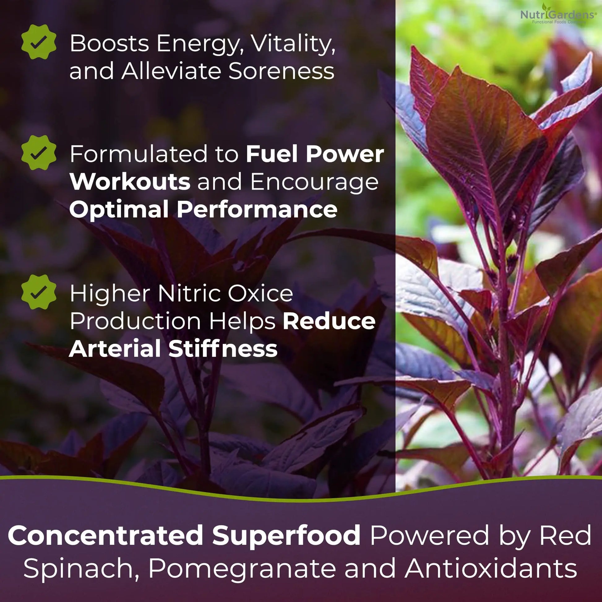 Nutrigardens Spin Boost Nitric Oxide Red Spinach Nitrate Pre-Workout Powder Concentrated Nutrigardens