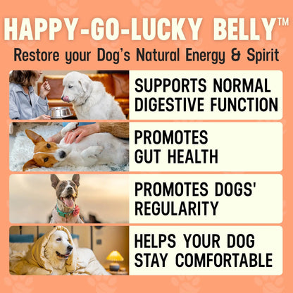Better Dog Supplements Happy-Go-Lucky Belly by Cesar Millan - Natural Dog Digestive Support Powder – Dog Constipation Relief, Gut Balance & Regularity with Herbal Fiber for Dogs – 4oz (60-Day Supply) Better Dog Supplements By Cesar Millan buy supplements Au