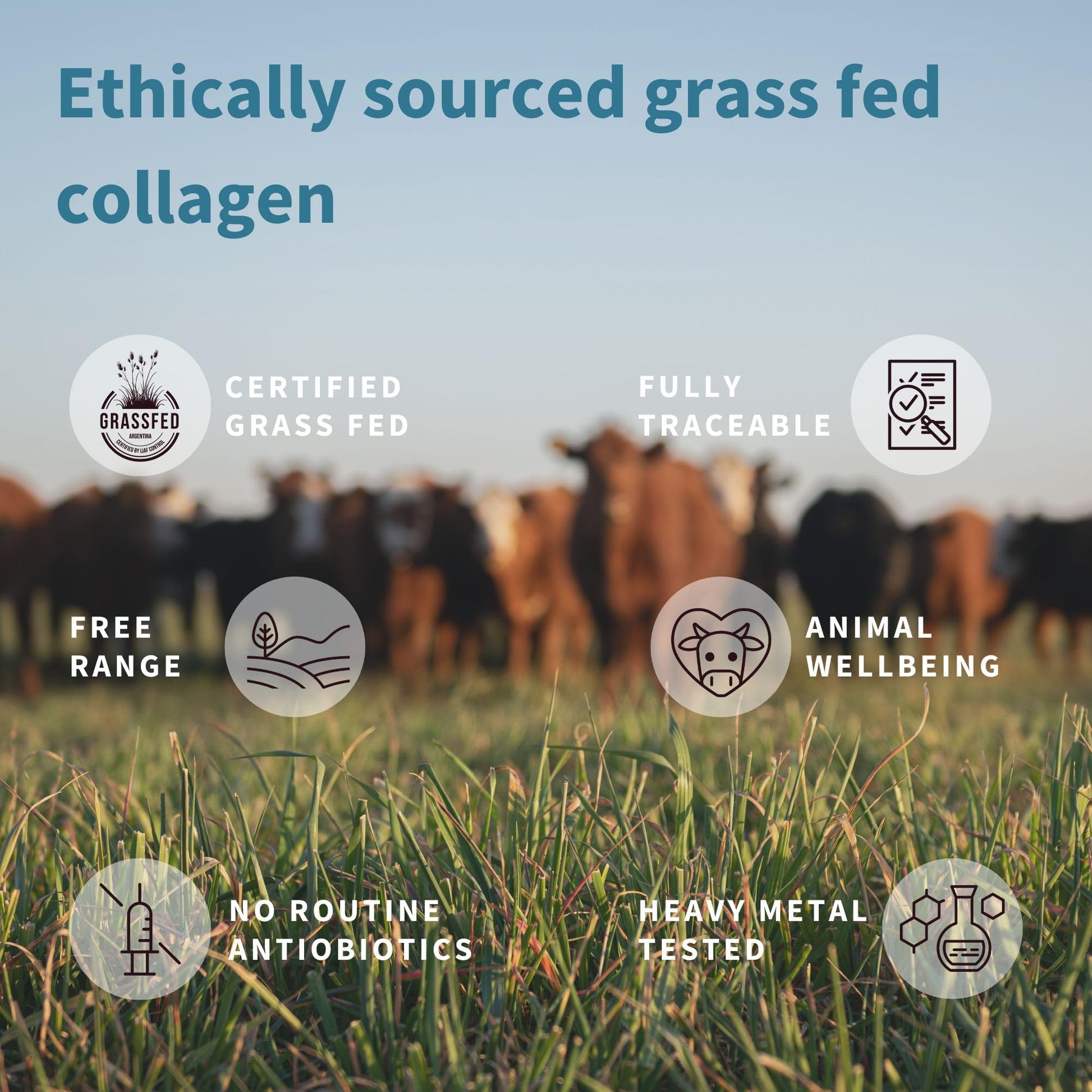 Advanced Hydrolysed Collagen Peptides, 100% Grass Fed & Ethically Sourced Igennus Healthcare NutritionBuy Supplements Australia