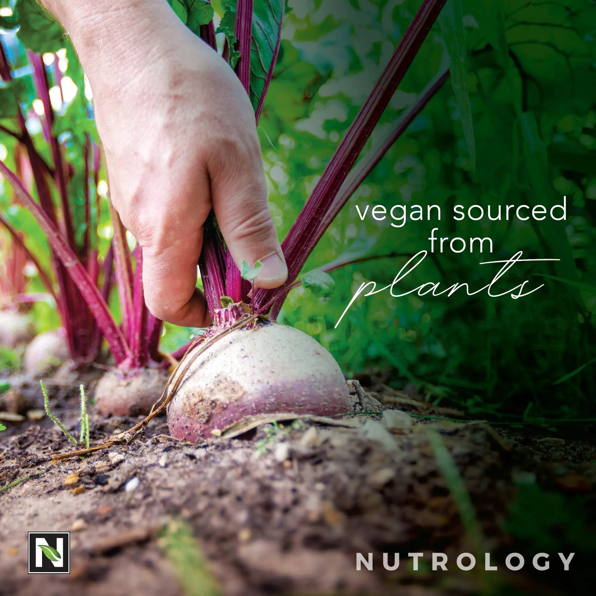 Nutrology Beet Natural O2, Pre Workout Powder, Energy, Endurance; Nitric Oxide Booster Nutrology