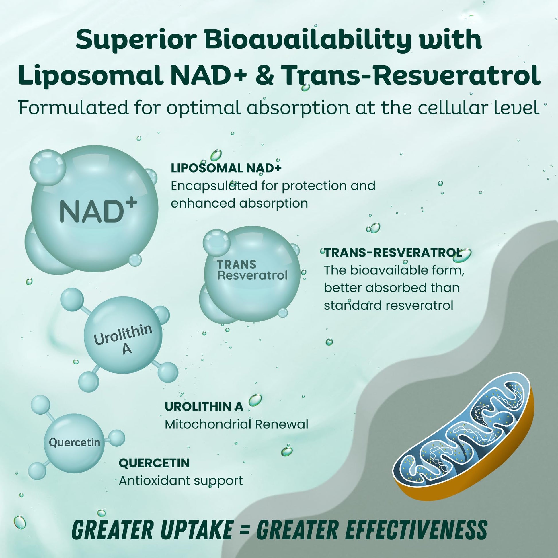 LebenKraft NAD Supplement Pure Organic | NMN Supplement Alternative | Boost Energy & Cellular Health | Urolithin A, Resveratrol, Quercetin for Antioxidant Power | for Women and Men LebenKraftBuy Supplements Australia