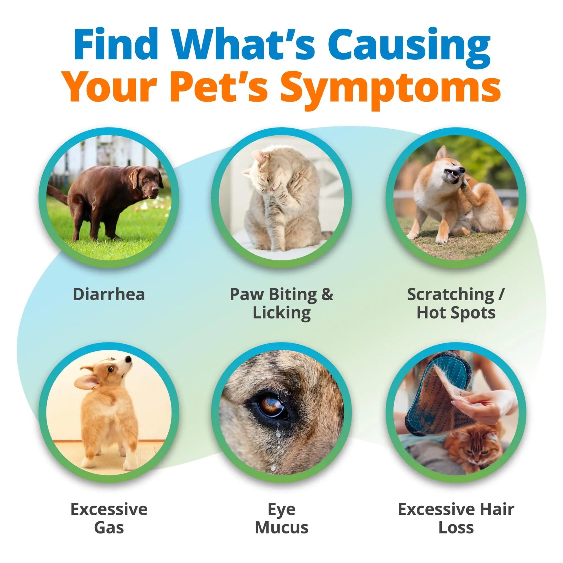 5Strands Raw & Fresh Pet Food Intolerance Test, at Home Gut Health Test for Dogs & Cats, 400+ Raw & Gently Cooked Fresh Food Items Tested, Accurate for All Ages & Breeds, Fast 4 Day Results 5StrandsBuy Supplements Australia