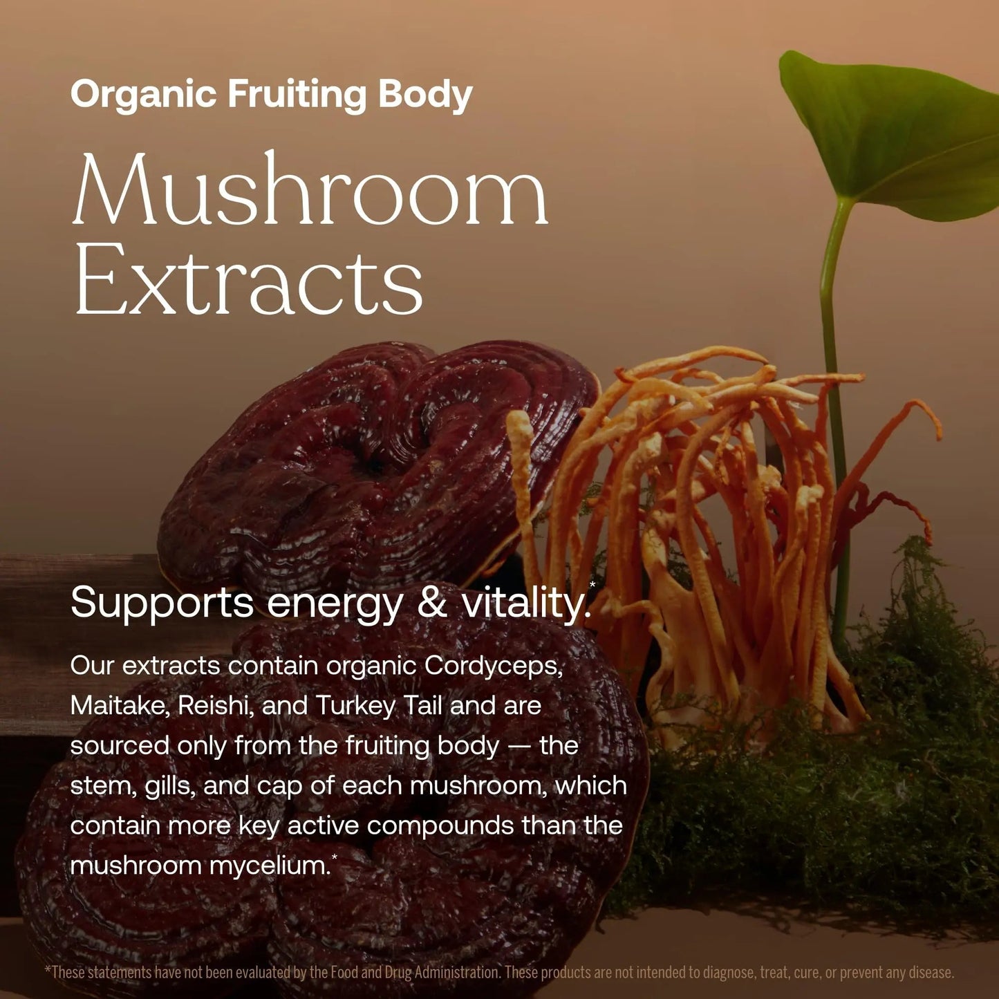 True Grace One Daily Women’s Multivitamin Fermented Minerals, Organic Adaptogens & Mushrooms Whole Body Balance, Immune, Energy, Beauty Support True Grace