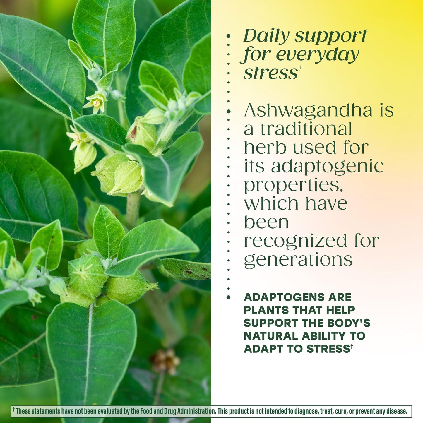 MegaFood Adrenal Strength - Adrenal Support Supplements with Ashwagandha and Magnesium Glycinate, Vitamin C, Holy Basil, Astragalus, Reduces Cortisol Levels - Vegetarian - 60 Tablets (30 Servings) MegaFoodBuy Supplements Australia