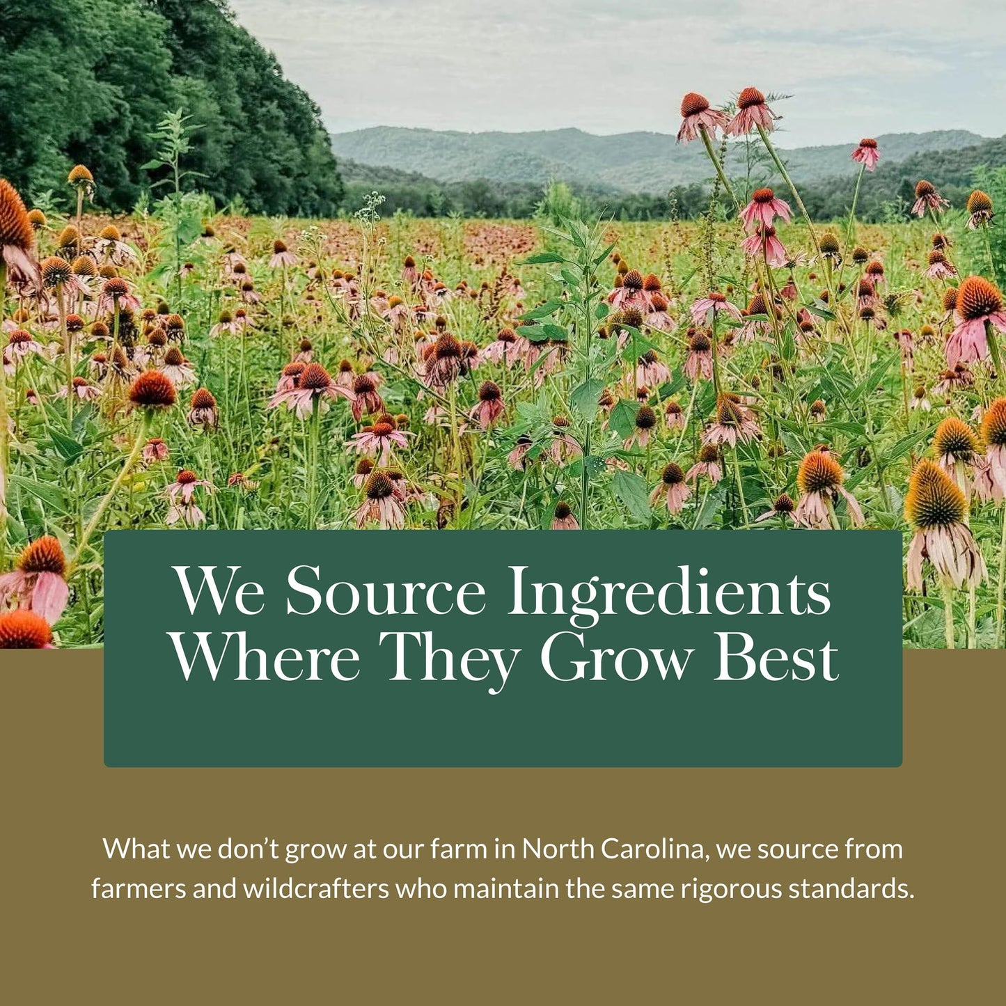 Gaia Herbs Adrenal Health Daily Support - Herbal Supplement with Ashwagandha, Holy Basil & Schisandra - Help Maintain Healthy Energy & Stress Levels* - 60 Vegan Liquid Phyto-Caps (30 Servings) Gaia HerbsBuy Supplements Australia